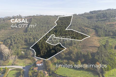 Identificação do imóvel: ZMPT570595 Casal - Terreno de uso Silvícula e Agrícola c/ 44.077 m² Terreno florestal, com árvores, com predominância de pinheiros. Actualmente classificado em área de 