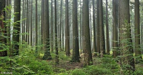 Rustikales Grundstück mit 13940 Quadratmetern, bestehend aus Busch- und Kiefernwald. In privilegierter Lage neben dem Strand des Flusses Vimieiro in Penacova. Penacova ist ein portugiesisches Dorf im Distrikt Coimbra, der zur ehemaligen Provinz Beira...