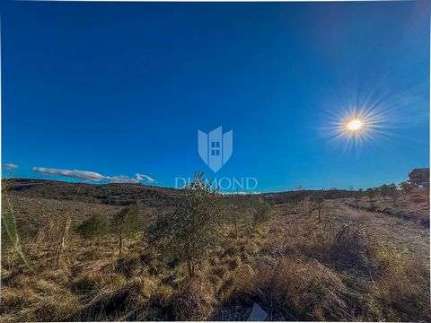 Location: Istarska županija, Buje, Momjan. Buje, surroundings A beautiful building plot of 743 m2 is for sale in the vicinity of Buje. The plot is of regular shape, flat surface with an access road and planted olive trees. The plot is ideal for build...