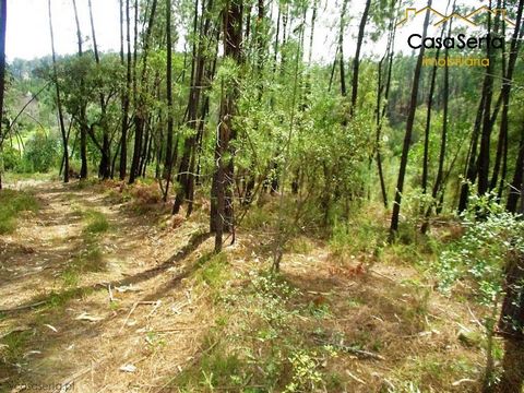 Land with a total area of 6,678 m2, with very good sun exposure. It is located in the parish of Cernache do Bonjardim and in its constitution there are two wells with water, pine trees and cork oaks.