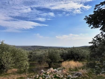 Zakros-Itanou Large building plot with olive trees 4km from the sea of Xerokampos. The plot is 26.000m2 and has about 520 olive trees. It has a building right up to 400m2. The plot has agricultural water and very good access. The electricity is 450me...