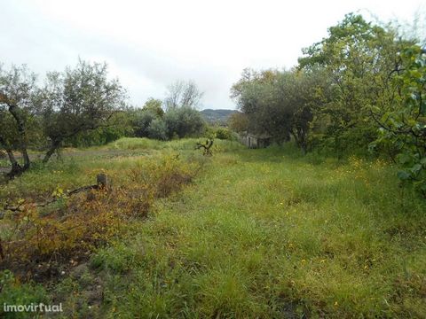 Small farm with 1600m2, excellent for agriculture, fertile land, a well, a tank and several fruit trees and an agricultural dependence.