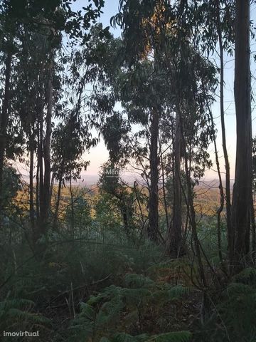 Land located in Vila Cova, with an area of four thousand two hundred and twenty-four square meters. Rustic land, intended for the planting of eucalyptus. The Mérito Invest Group was founded in 2000 and immediately sought to cement a position of solid...