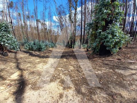 Land, located in Espite - Ourém, with eucalyptus plantations, ready for cutting, with good access on dirt. Generous area of land, available for the exploitation of sustainable and responsible production. With a total area of 5900m2. Very profitable. ...