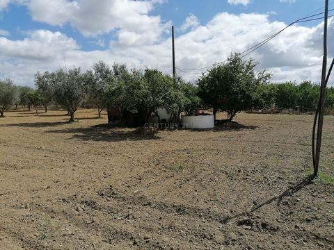 The land has a great location being situated 2 km from the village of Cuba with very good accesses. We can find in this land some trees such as; olive trees, pear tree, laurel tree, romaneira, fig tree, nespereira and vines. The land disposes of wate...