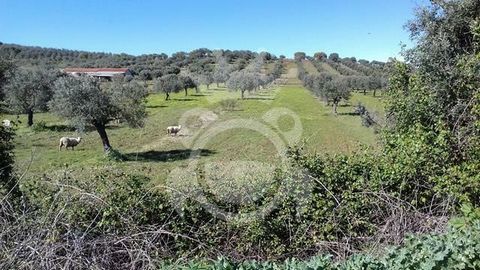 This rustic land, fully fenced, is feasible to build and is located between São Pedro do Corval and the Medieval Village of Monsaraz, with access by the M514 tarmac road, just half a dozen kilometers from the river beach of Monsaraz. The soils are cl...