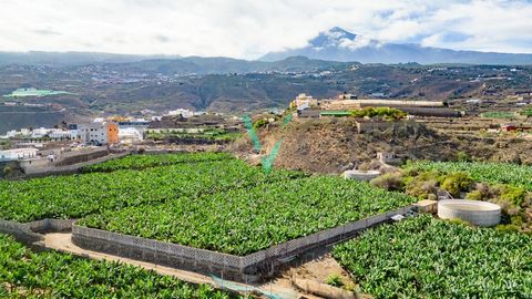 We present this huge banana farm just a few meters from the sea. This farm is located in the area of Santa Catalina, La Guancha. Its direct access to the motorway is less than 1 minute away and its privileged location, less than 100 metres as the cro...