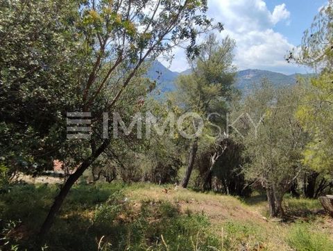 PRICE DROP! SAINT MARTIN DU VAR, NEAR VILLAGE, RESIDENTIAL AREA 10' FROM THE BUSINESS PARKS OF CARROS - LE BROC, 30' FROM NICE CÔTE D'AZUR AIRPORT AND THE SEASIDE, SELLS LAND OF CHARACTER IN OLD OLIVE GROVE, OF ABOUT 1000 M2, OFFERING MAGNIFICENT PAN...