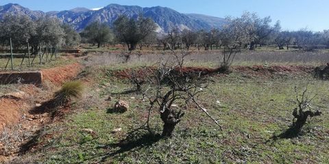 Dit land is gelegen in Marchena, 18650, Dúrcal, Granada, in de omgeving van Marchena. Het is een perceel verdeeld in 2 percelen met een totaal van ongeveer 1800m. Volledig vlak, met enkele wijnstokken en toegang via een landweg, dicht bij het dorp en...