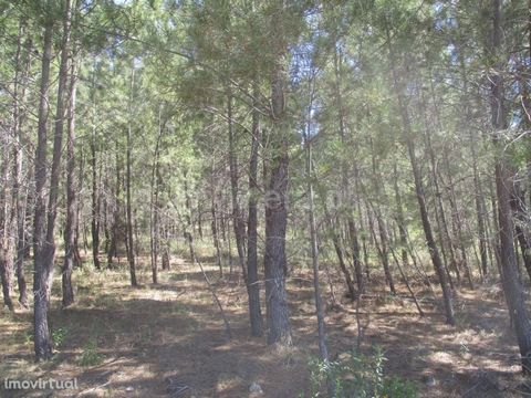 Pine forest with 3000 m2 of area near the village. Excluded from the SCE, under Article 4, of Decree-Law No. 118/2013 of 20 August.