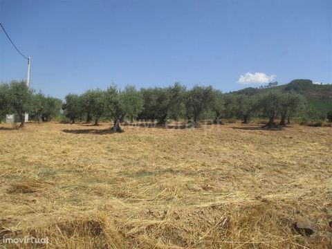 Excellent land with electricity on the Road, with company water at 200 m2. It has well-kept centenary olive groves and good access on dirt. Excluded from the SCE, under Article 4, of Decree-Law No. 118/2013 of 20 August.
