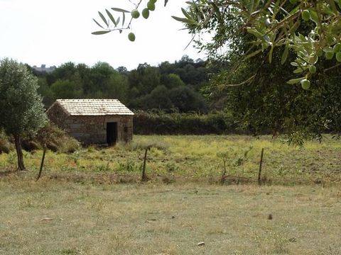 Property with 30,000 m2 (3 hectares) near the town of Oledo, Idanha-a-Nova. The property is flat, great for grazing animals and agriculture. It has a registered rural construction of about 23 m2 with a recent roof. The property also has plenty of wat...