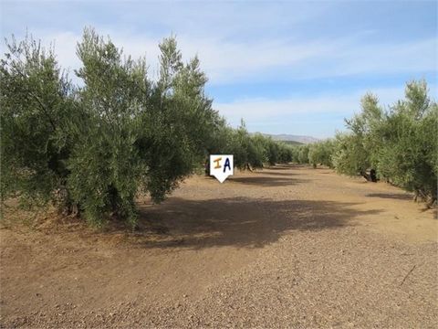 This 12,823m2 plot is not far from the historic town of Alcaudete, in the Jaen province of Andalucia, Spain. If olive farming is your thing this could be just what you are looking for. It has good access and the land is relatively flat with approxima...