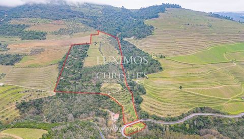 Located 3 minutes from Pinhão , in Provesende, Sabrosa, in the heart of the Douro Demarcated Region and next to the region's most iconic Quintas, this property has 2.2 hectares of vineyards , producing grapes from the region's benchmark varieties for...