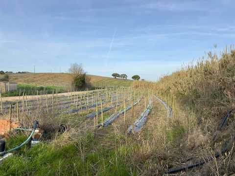 Un terrain rustique, d’une superficie généreuse de 2560m², est situé dans la paroisse de Freiria, offrant un accès rapide à la route principale, ce qui garantit commodité et facilité de voyage. Son emplacement stratégique et son excellente exposition...