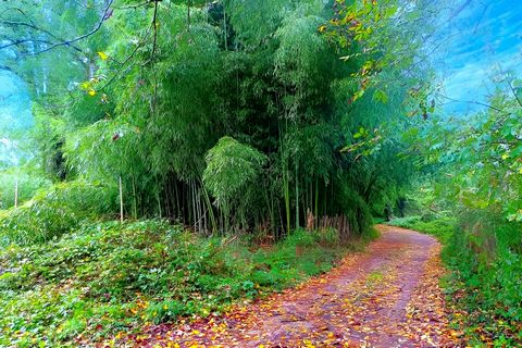 Terrain naturel 3 192 m² avec une bambouseraie
