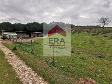 Land of 26,000m2, with feasibility of building Housing / Rural Tourism, warehouse with 42m2. Several fruit trees, vineyards, pines, rock and company water, and well. Sheep and goats. Located in the foot hills of the Montejunto mountain range. * The i...
