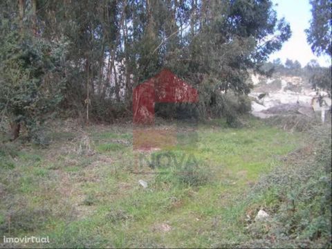 For sale Land with 5000m2 Area; It has about 3,000 eucalyptus trees; Good Access!