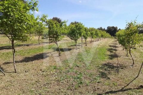 Farm in 5 Ha, zero pesticide production, high yield with annual forecast estimated at hundreds of thousands of euros, estimated exploitation of more than 50 years with super fast return on investment, with fence, is planted with Kiwi, Olives, Baby Ki...