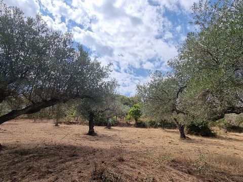 Rustic land of 5500m2 ha located in the beautiful village of Quintas da Torre, 30 minutes from the town of Fundão. This land is composed of several olive trees, fruit trees with beautiful views over the countryside, on a flat terrain. It has good acc...