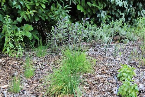 La Farigoule, een ideale Mas voor grote gezinnen en kleine groepen, rust en natuur, op een landgoed van 6 hectare met gemeenschappelijk zwembad. Omringd door een tuin met twee terrassen, LA FARIGOULE en zijn grote gevel van verbonden stenen. kalk lij...