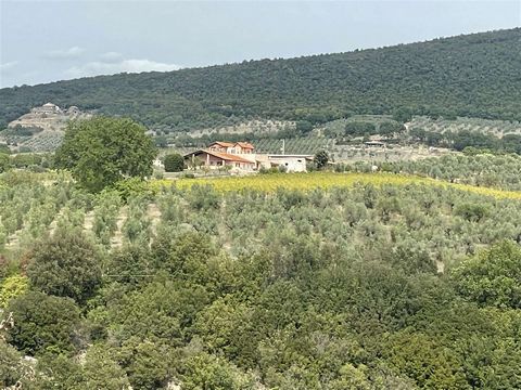 MONTECCHIO (TR), vicinity: Winery of about 36.5 hectares in a single body with manor house and various buildings, composed of: * 13.5 hectares approx. of DOCG orvieto classico and IGT vineyard, with viognier, grechetto, vermentino and trebbiano vines...