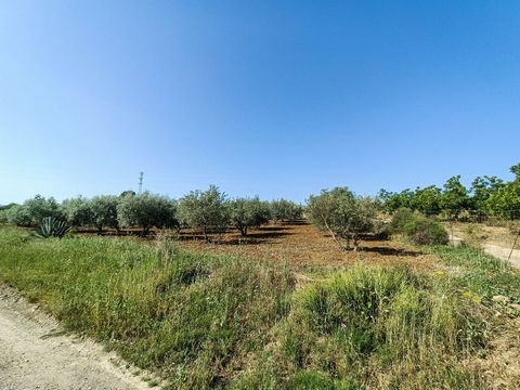Opportunity to acquire a large finca with trees in production (olive, orange and walnut trees). This finca is made up of three cadastral references on the same title deed totalling 36,560 m2, the largest of which is 22,000 m2. In the finca we can fin...