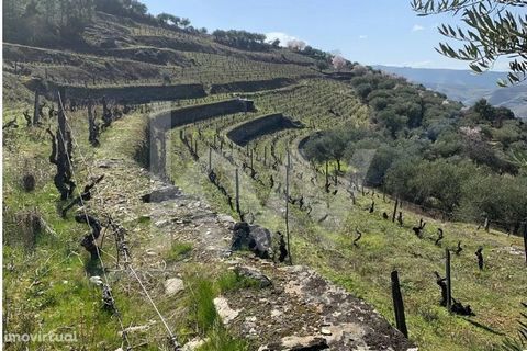 It came with benefit. The property in question has a vineyard with about 2 ha, terraced, olive trees and an agricultural building. All this located in the municipality of Fiolhal, not far from Alijo, at the crossroads of the Douro and the Tua. The to...