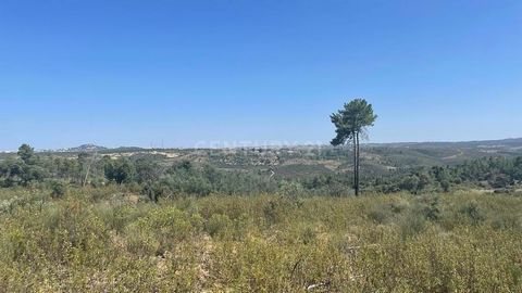 Rustikales Grundstück mit 13400m2 in Palvarinho, in einer abgelegenen Gegend, aber mit gutem Zugang. Das Anwesen zeichnet sich durch das Vorhandensein von Olivenhainen, Pinien und einem Buschgebiet mit Felsen aus. Wenn Sie auf der Suche nach einer ru...