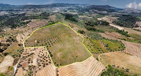 Land for growing indigenous crops such as olive trees, vineyards, among others. It is located about 2 km from the center of Sendim. The land has several flat floors that are ideal for placing wooden houses for rural tourism. There are already some Ru...