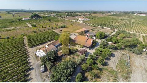 Description-Property with 6 hectares. With low IMI housing. Several Fruit trees (orange, peach, fig) and a vineyard in full production. It was registered with BQPRD and IVV, wine produced, red wine with Castelão Grape and white wine with Fernon Pinto...