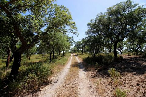 Rustic building with an area of 85,000 m2, composed of cork oak and stone pine, last cork extraction in 2020 with about 750@ of good quality. The location and access are good, it is 3 km from the village of Mora, 1.5 km from the EN2, 5 km from the Ga...