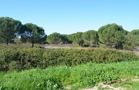 Rustic land for sale, located in Povoa da Isenta between Santarém and Cartaxo. Consisting of rustic land with a total area of 58,560 m2 - close to 6 hectares, located 5 min. from the AE1 Porto-Lisbon entrance. Composed of stone and maritime pines and...