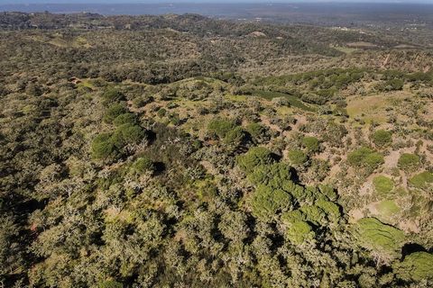 Mixed land with a total 21,650 hectares area, with a house in ruins with 216 sqm, with the possibility to rebuild or expand up to 500 sqm. The land has a cork oak forest and a borehole. Located in Serra de Grândola, in the countryside, with a cork oa...