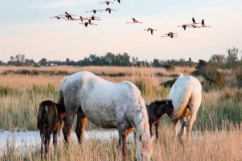 Deze residentie ligt op 800 meter van de zee, recht tegenover een grote gratis openbare parkeerplaats. Een bushalte ligt op 50 meter afstand. De residentie Les Hameaux de Camargue, gelegen aan de ingang van het dorp, is een residentie met een beveili...