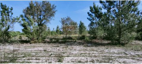 Land in Brejinho de Água, 3 km from Muda, 9 km from Carvalhal and 12 km from Melides. Project approved for 63m2 in adapted agricultural outbuilding (with fees paid and ready to build). Borehole license for water abstraction, low voltage electricity a...