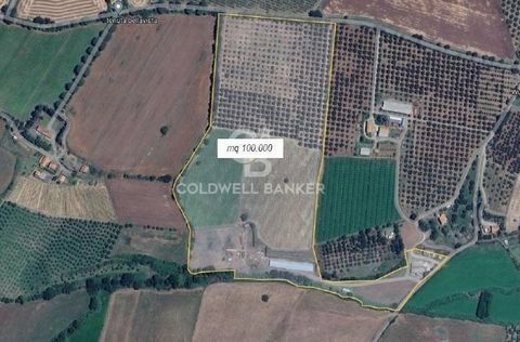 LAZIO VITERBO VETRALLA PRODUCTIVE AGRICULTURAL COMPANY Agricultural activity started in organic production on land of approximately 10 hectares. The land is divided as follows: 4 hectares are intended for vineyards and 5 for olive groves, plus some c...