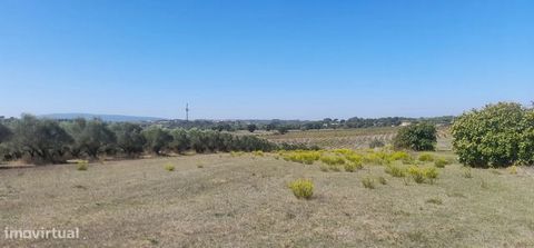 Rustic land with 4200 m2 5 kms from Tomar. The plot is flat and is situated close to the main road. Ideal for planting trees or for parking a motorhome. The land is located near Cem-Soldos and the church of Madalena, has excellent sun exposure, has n...