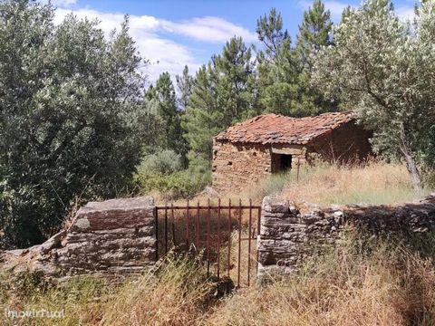 Small farm with 1250m2 walled, with an olive grove and a ruin with 34m2 with magnificent views. Located in a quiet village 15 min. of Castelo Branco. This deal includes 5 more plots of land. Highlight for a plot of land with 2660m2 composed of cork o...