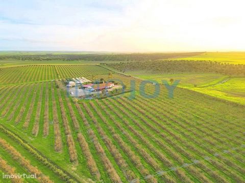 Are you looking for a quiet place, with direct contact with nature and full of possibilities? Then we have the ideal solution for you! We present an incredible estate of 81.5 ha, located in the Parish of Messejana, in Aljustrel. This estate has a hou...