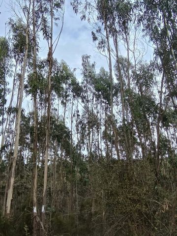Rustic land with 1116m2 with Eucalyptus. It has no possibility of construction. Located in Vale do Homem, in the parish of Santa Catarina. Easy access by dirt road. Surrounding areas with Eucalyptus and bush. Very close to urban areas (Caldas da Rain...
