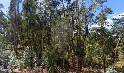 WALDLAND in der Gemeinde PENELA, Bezirk COIMBRA   Es ist ein rustikales Land der Waldnutzung mit Eukalyptusplantage mit 3570m2, neben einem kleinen Dorf (BOUÇÃ) in der Gemeinde CUMEEIRA in der Gemeinde PENELA gelegen. Dieses Land ist über Waldwege er...