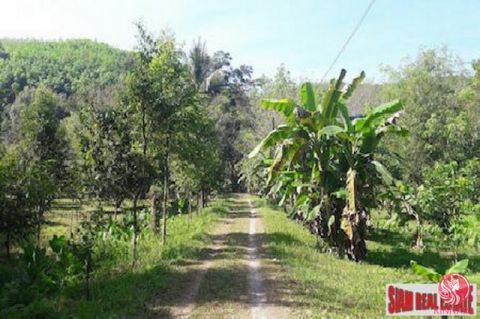 Een groot perceel van meer dan 63 Rai wordt verkocht in Phang Nga. (63-0-70) De helft van het perceel is een mooie rubberen schaafsel. Op de andere helft staan vele soorten fruitbomen, waaronder durian, mango, mangosteen en ramboetan. Het land is gro...