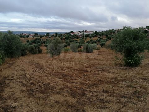 Terreno em Mouriscas com olival e com a área de 3320 m2. Este terreno poderá ser vendido em anexo com moradia e terreno.