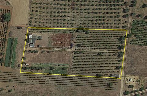 Land with 6240m2 with water well , cultivation of Vine, Culture Arvense, Apple trees, Pear trees, Olive trees, pasture field. Near the urban area of Pontével and with great access, being approximately 5 minutes from the entrance of the A1 highway in ...