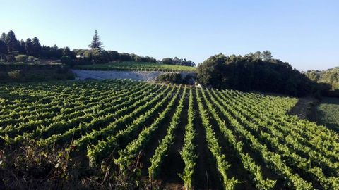 Quinta de Excelência de production de vin vert et de tourisme dans le quartier de Porto Superficie totale d'environ 12,5 hectares, voir environ 9 hectares de vignes en continu, avec une production moyenne de 160 tonnes / an et avec un potentiel de cr...