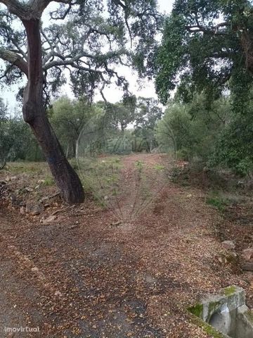 Don't miss the opportunity to acquire this rustic land of 1,250m2 in the heart of the Serra de São Mamede, more specifically in the area of Covão (Union of Parishes of Reguendo and São Julião), very close to the beautiful Cities and Towns of referenc...