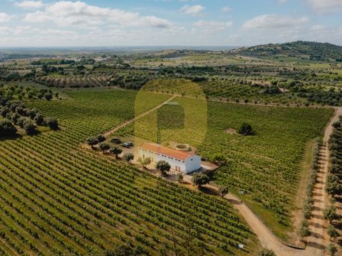 This Vineyard is a rural property located in the parish of Vila de Frades, in the municipality of Vidigueira, district of Beja. The property had been abandoned since the 60s and was acquired by the current owners in 1993. After the acquisition, the m...
