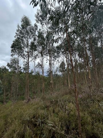 Ausgezeichnetes Gelände mit Eukalyptus erster Fuß ohne Rotation. In der Nähe des Flusses Alva und seiner Flussstrände. Penacova ist ein portugiesisches Dorf im Distrikt Coimbra, der zur ehemaligen Provinz Beira Litoral und zur Zentralregion (Região d...