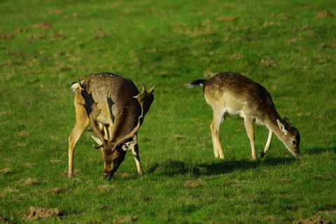 Près d'un petit bourg du Parc Naturel Régional Périgord Limousin, ce hameau de 16 gîtes, aménagé dans un parc paysager et fleuri de 30 ha, est idéal pour les familles accompagnées d'enfants ou d'adolescents. Il dispose d'une piscine surveillée et une...